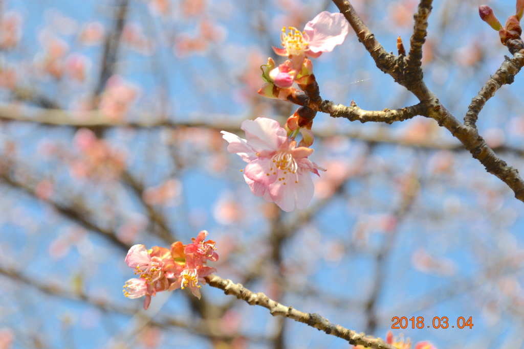 f:id:masatdm1951:20180304200505j:plain