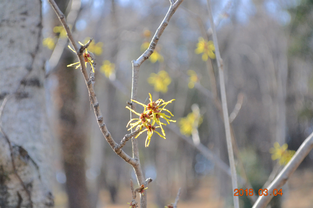 f:id:masatdm1951:20180304200549j:plain