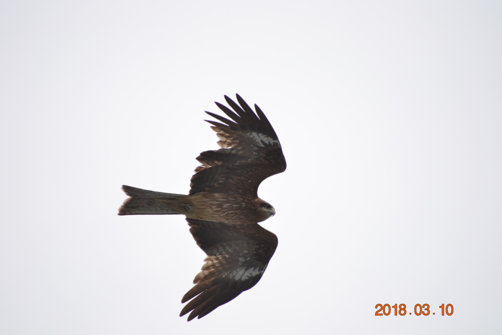 f:id:masatdm1951:20180310104841j:plain