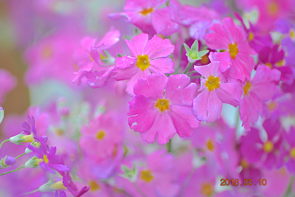 f:id:masatdm1951:20180311211230j:plain