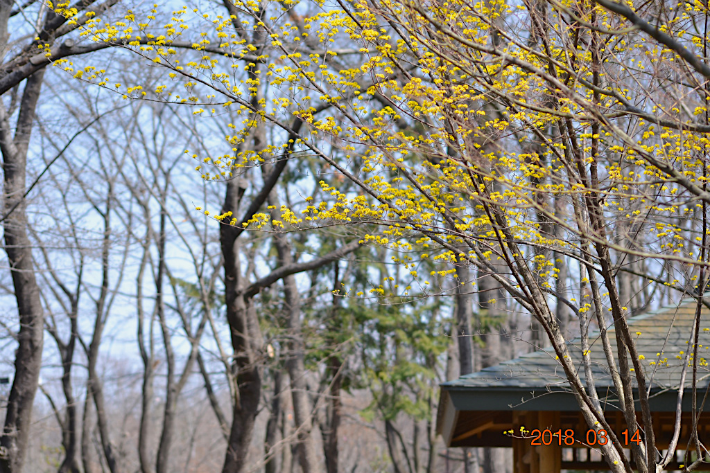 f:id:masatdm1951:20180314154051j:plain f:id:masatdm1951:20180314154051j:plain