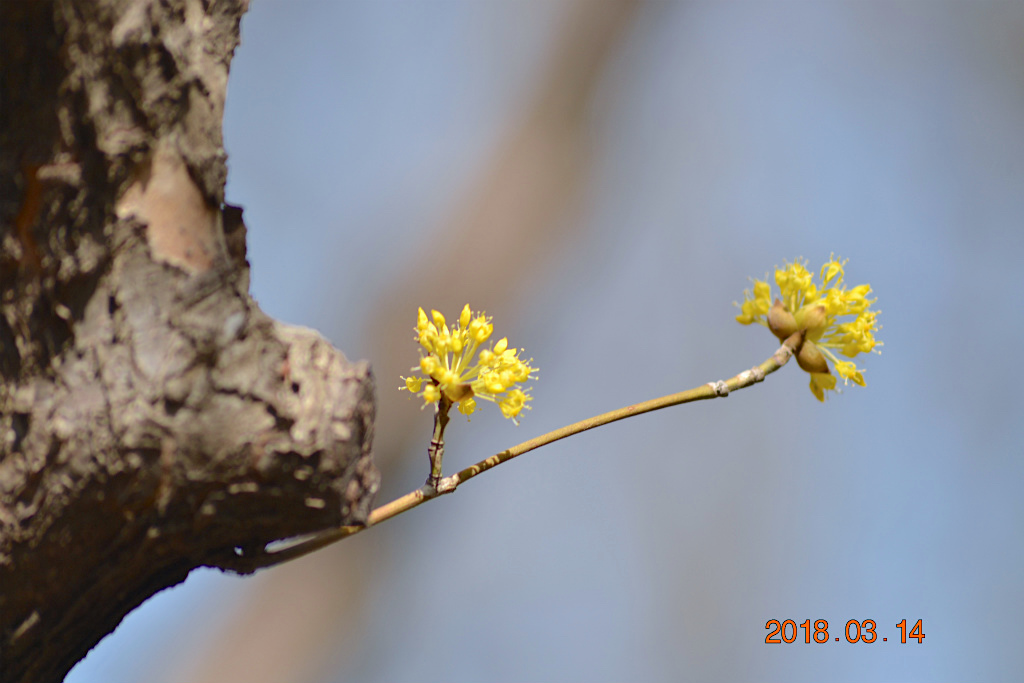 f:id:masatdm1951:20180314154818j:plain f:id:masatdm1951:20180314154818j:plain