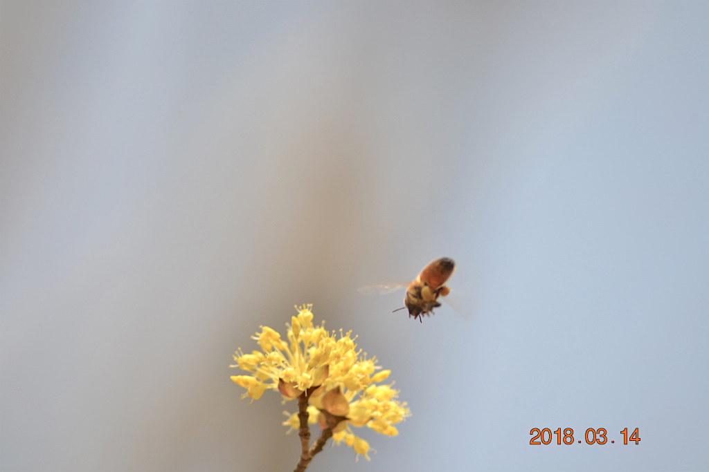 f:id:masatdm1951:20180314154828j:plain f:id:masatdm1951:20180314154828j:plain