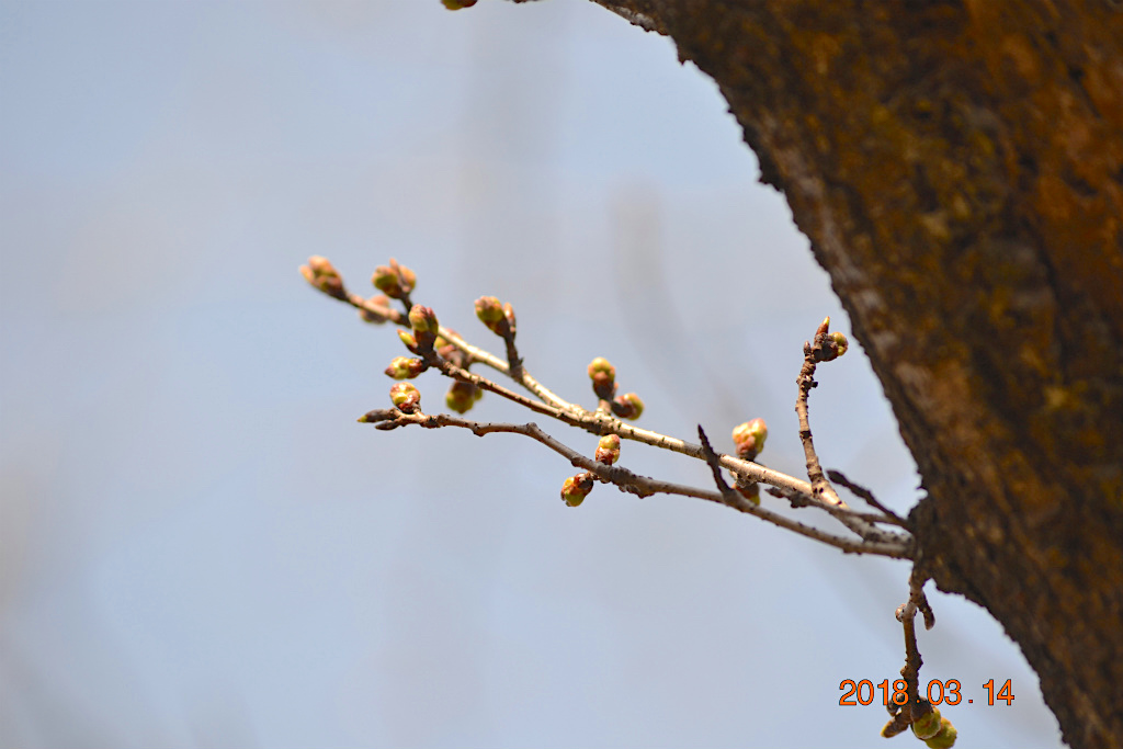 f:id:masatdm1951:20180314154945j:plain f:id:masatdm1951:20180314154945j:plain