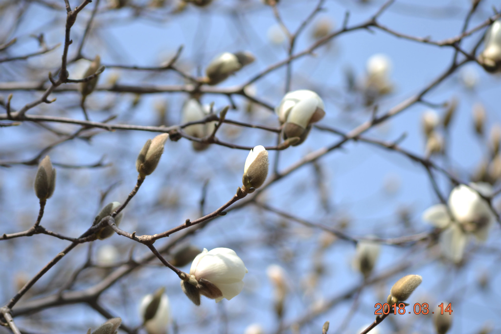 f:id:masatdm1951:20180314154952j:plain f:id:masatdm1951:20180314154952j:plain