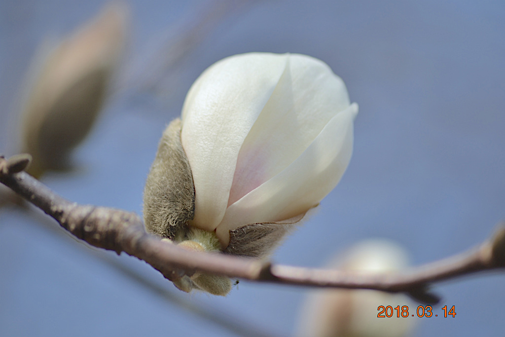 f:id:masatdm1951:20180314154955j:plain f:id:masatdm1951:20180314154955j:plain