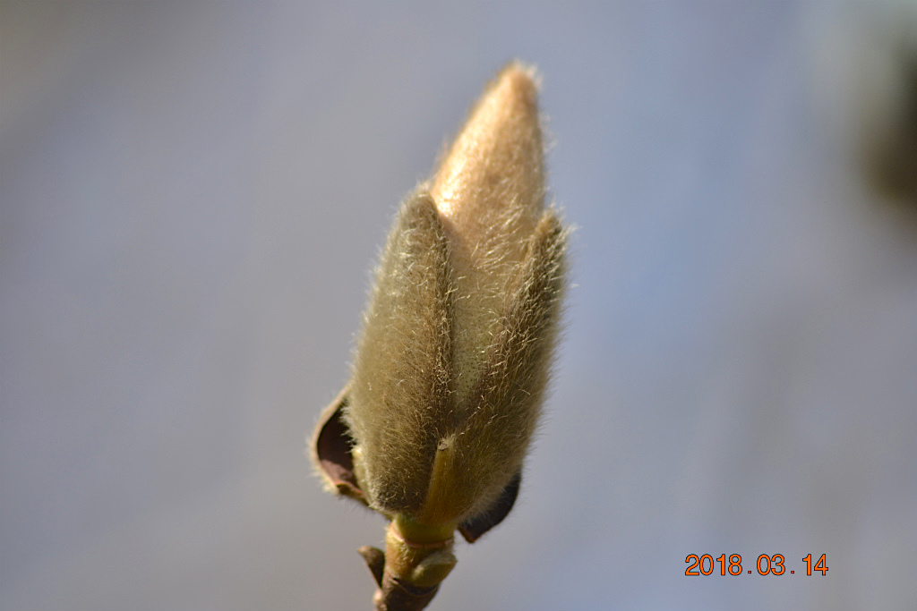 f:id:masatdm1951:20180314154959j:plain f:id:masatdm1951:20180314154959j:plain