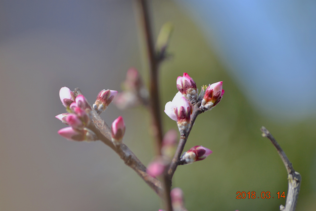 f:id:masatdm1951:20180314155144j:plain f:id:masatdm1951:20180314155144j:plain