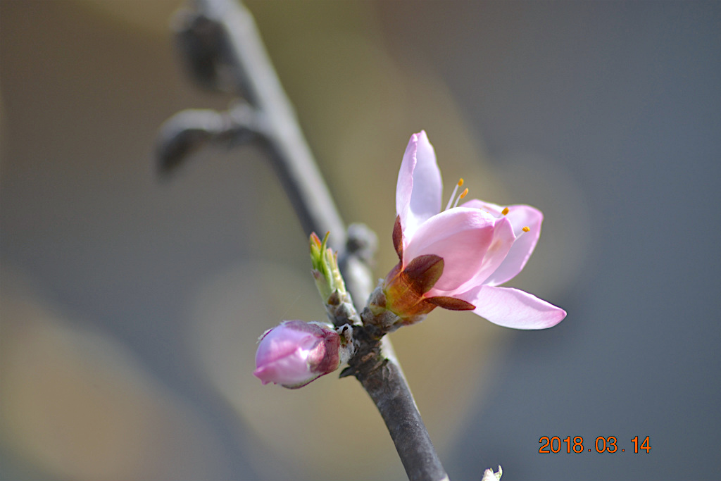 f:id:masatdm1951:20180314155208j:plain f:id:masatdm1951:20180314155208j:plain