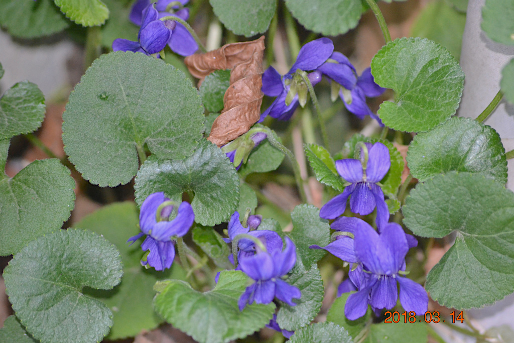 f:id:masatdm1951:20180314155216j:plain f:id:masatdm1951:20180314155216j:plain