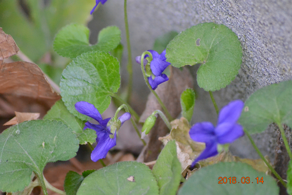 f:id:masatdm1951:20180314155221j:plain f:id:masatdm1951:20180314155221j:plain