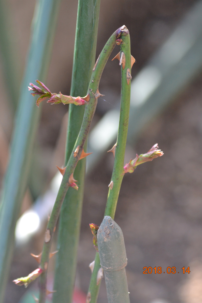 f:id:masatdm1951:20180314155230j:plain f:id:masatdm1951:20180314155230j:plain