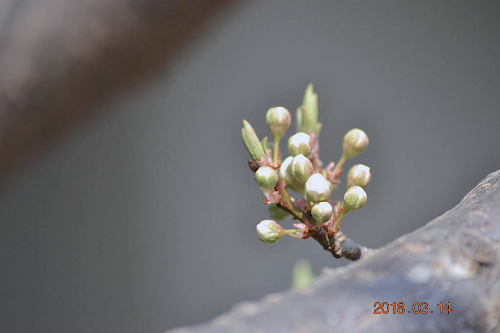 f:id:masatdm1951:20180314155242j:plain f:id:masatdm1951:20180314155242j:plain