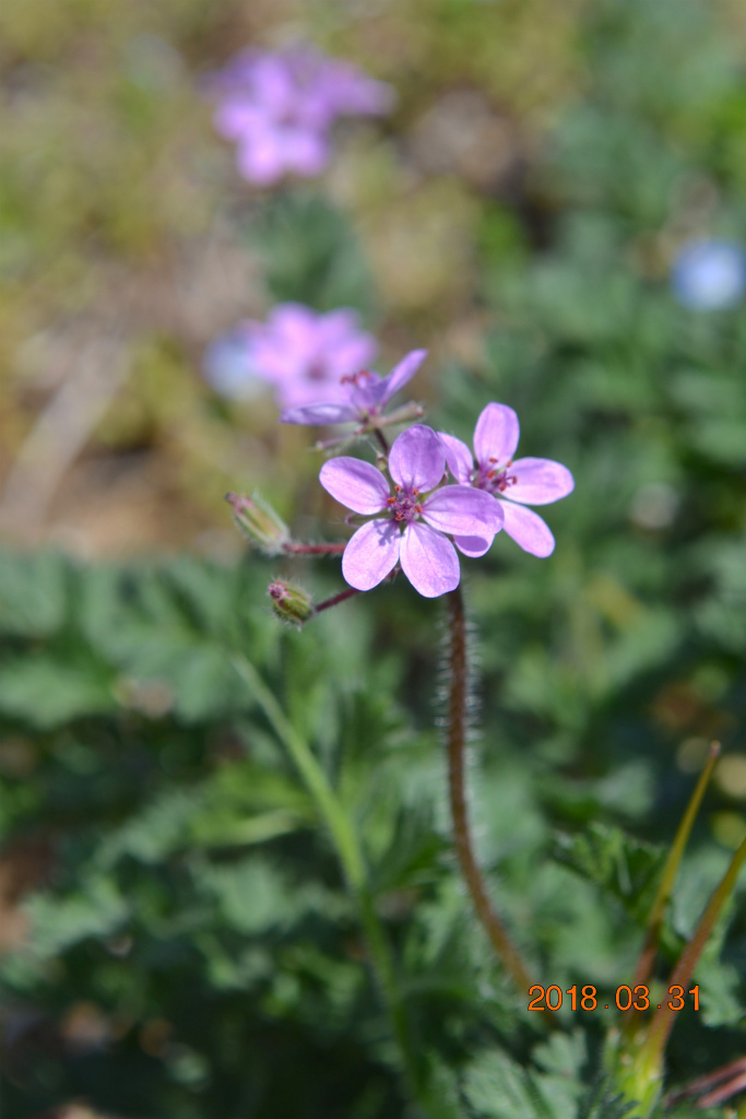 f:id:masatdm1951:20180331143634j:plain f:id:masatdm1951:20180331143634j:plain