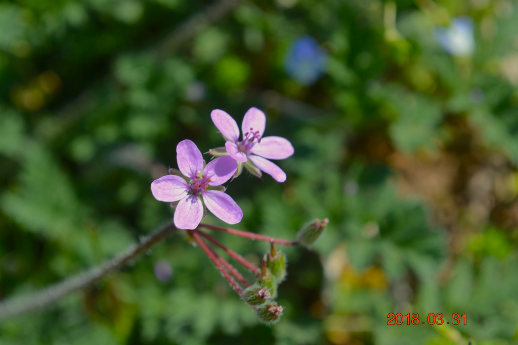 f:id:masatdm1951:20180331143645j:plain f:id:masatdm1951:20180331143645j:plain