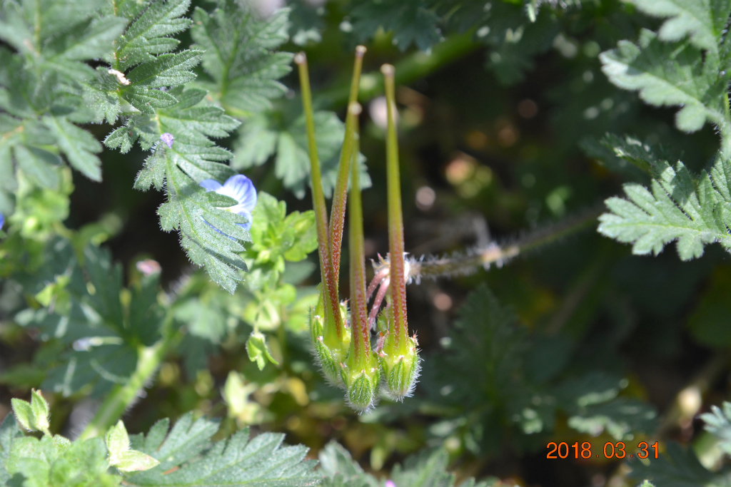 f:id:masatdm1951:20180331143727j:plain f:id:masatdm1951:20180331143727j:plain