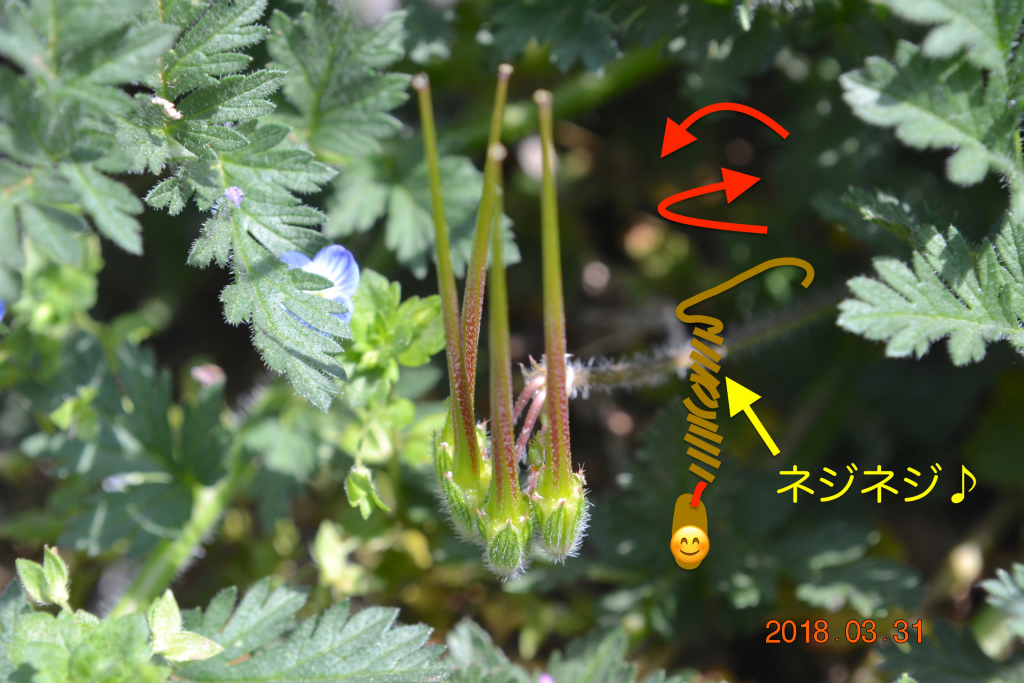 f:id:masatdm1951:20180331144115j:plain f:id:masatdm1951:20180331144115j:plain