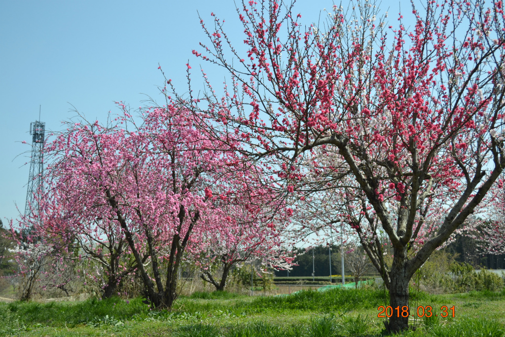 f:id:masatdm1951:20180331144954j:plain f:id:masatdm1951:20180331144954j:plain