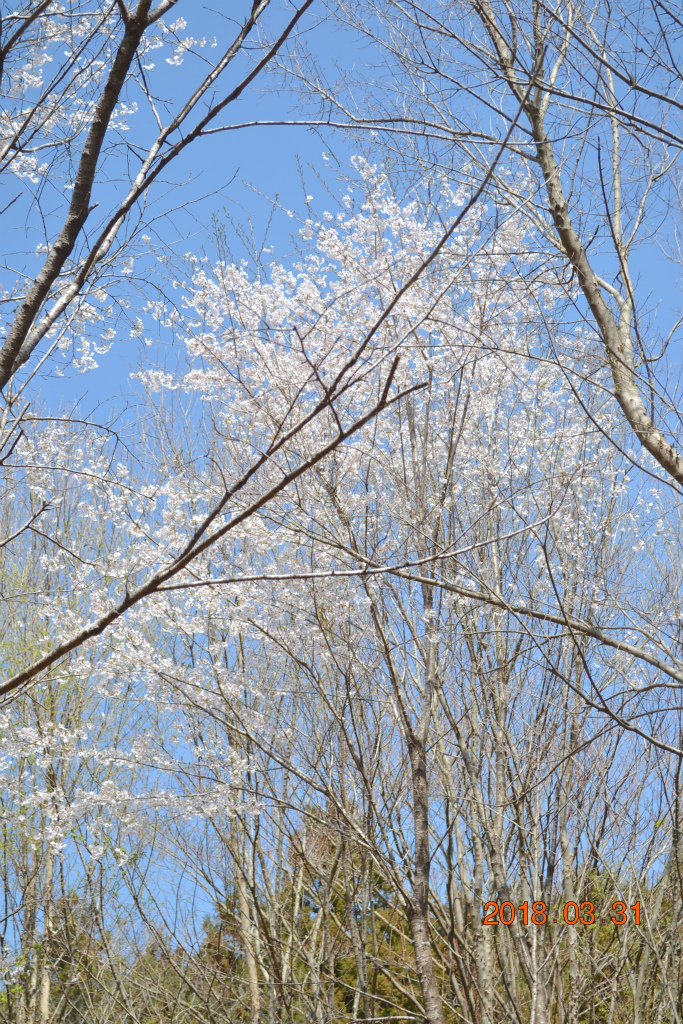 f:id:masatdm1951:20180331145917j:plain f:id:masatdm1951:20180331145917j:plain