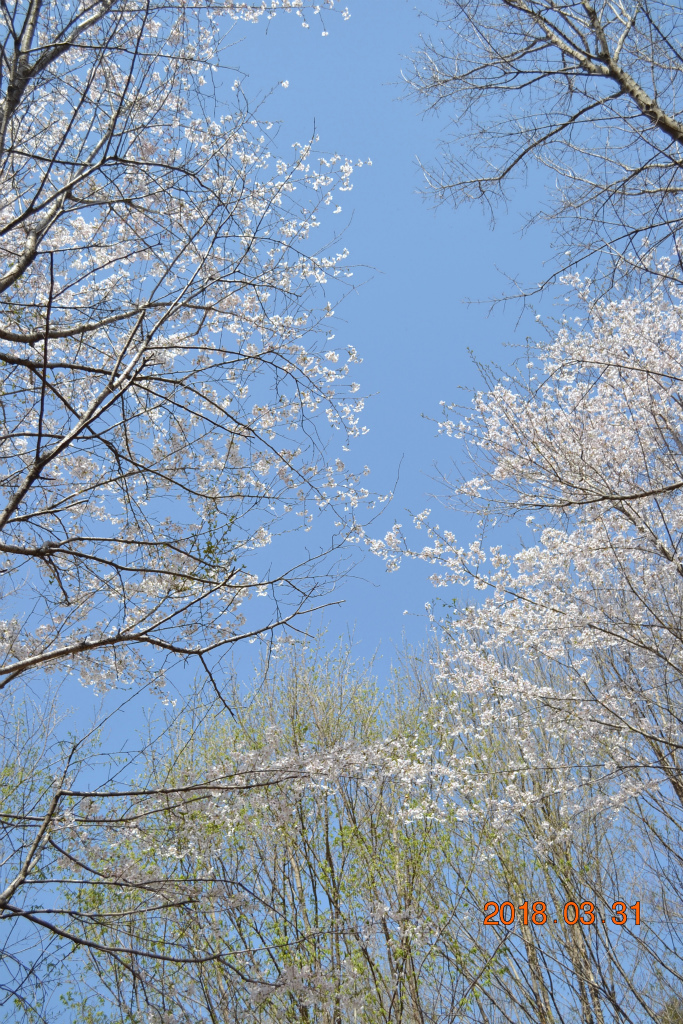 f:id:masatdm1951:20180331145918j:plain f:id:masatdm1951:20180331145918j:plain