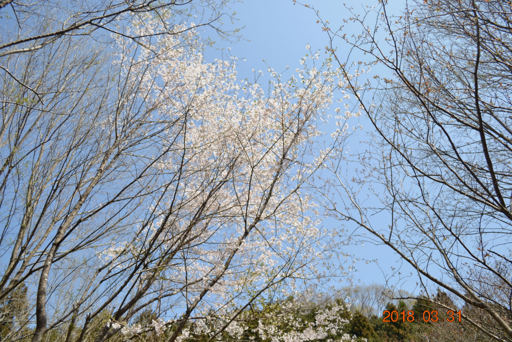 f:id:masatdm1951:20180331145929j:plain f:id:masatdm1951:20180331145929j:plain