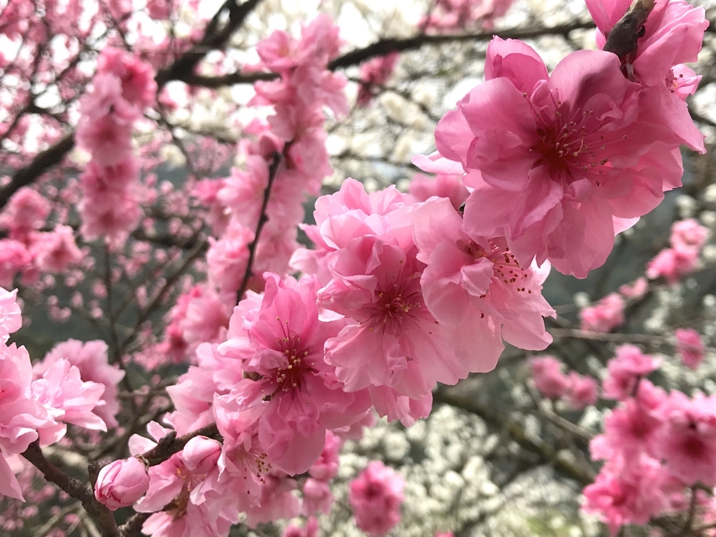 f:id:masatdm1951:20180402122334j:plain f:id:masatdm1951:20180402122334j:plain