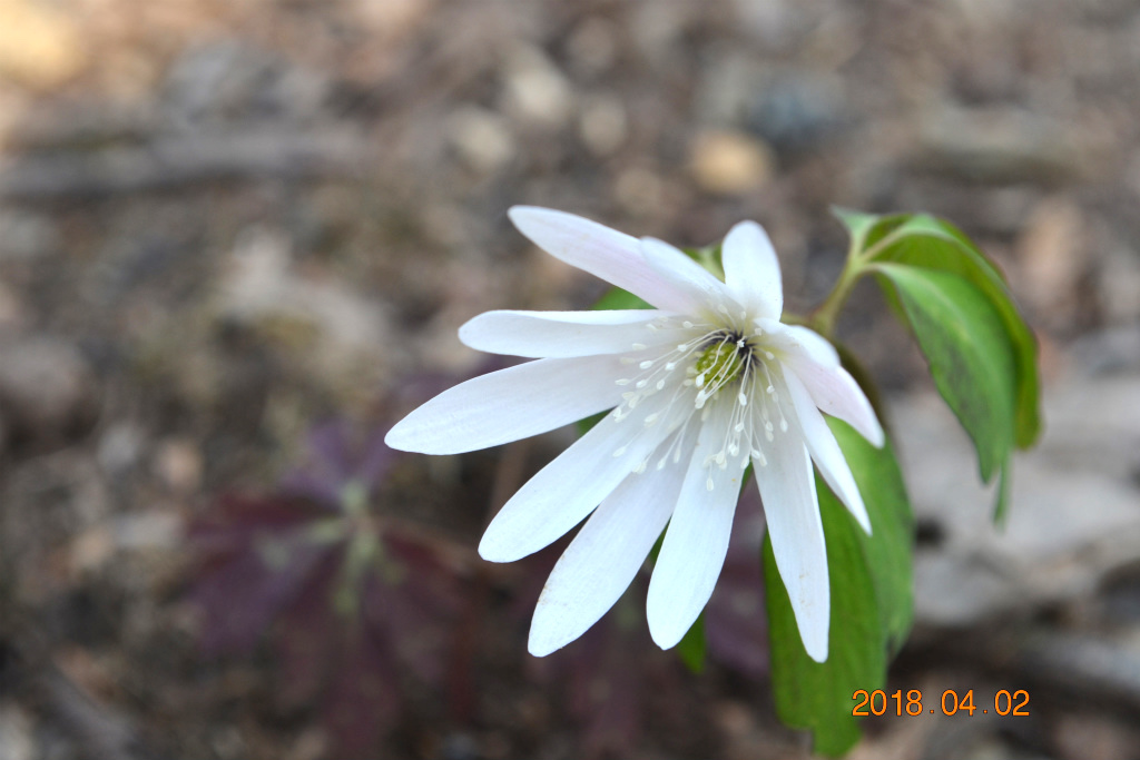 f:id:masatdm1951:20180402172143j:plain f:id:masatdm1951:20180402172143j:plain