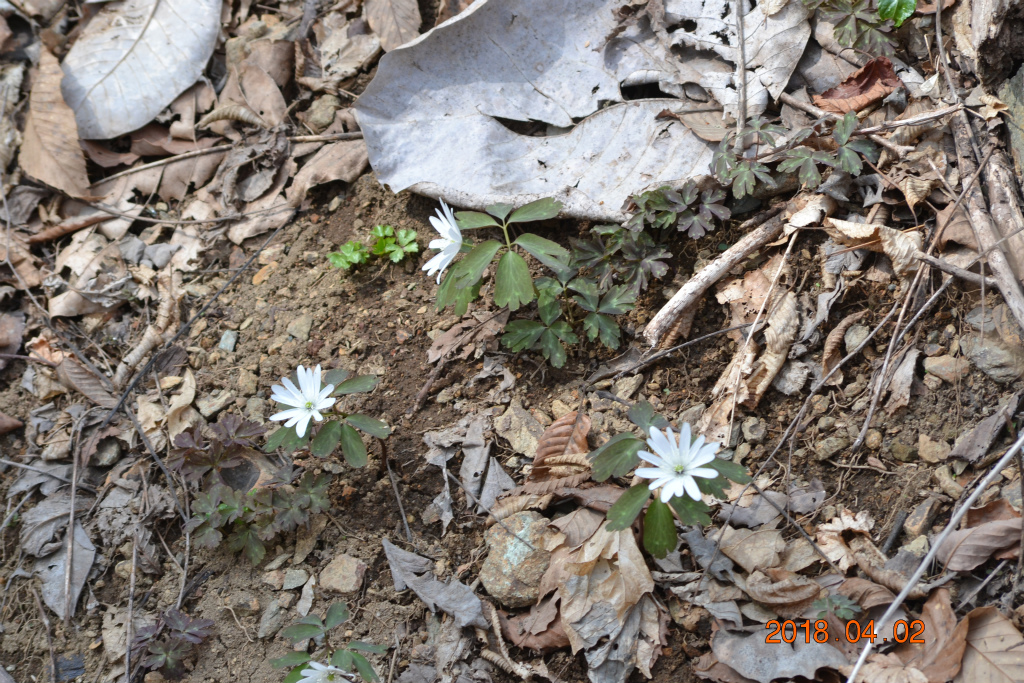 f:id:masatdm1951:20180402172321j:plain f:id:masatdm1951:20180402172321j:plain
