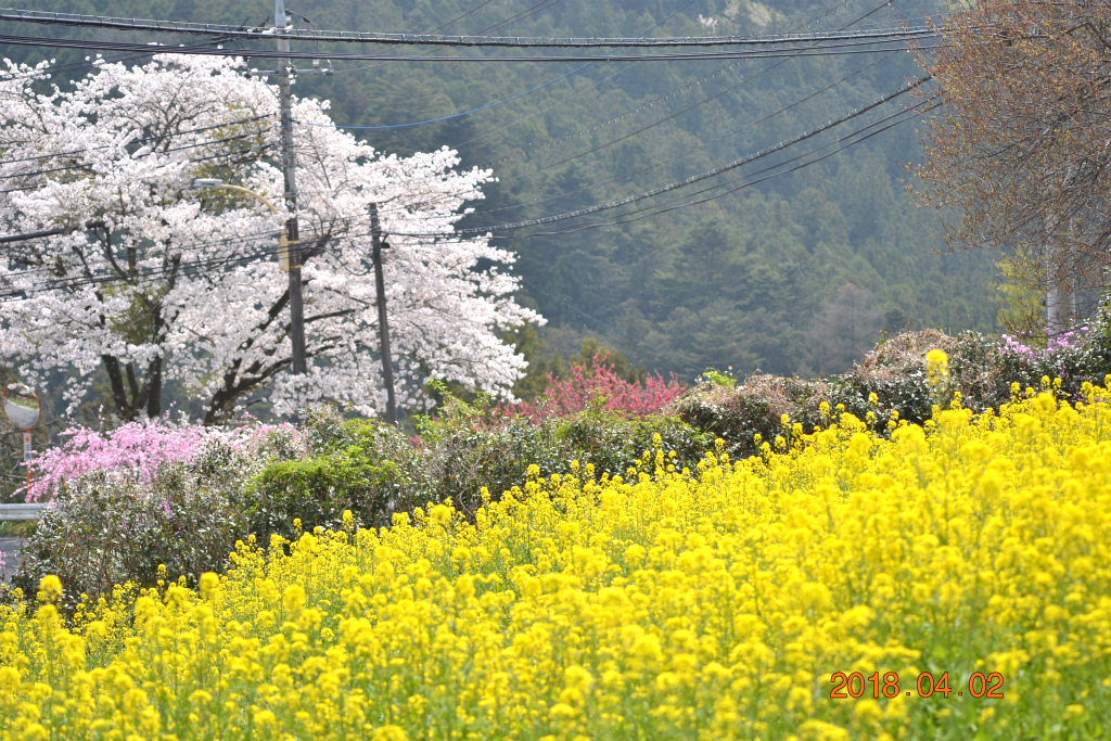 f:id:masatdm1951:20180402172938j:plain f:id:masatdm1951:20180402172938j:plain