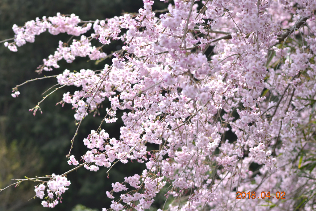 f:id:masatdm1951:20180402172951j:plain f:id:masatdm1951:20180402172951j:plain