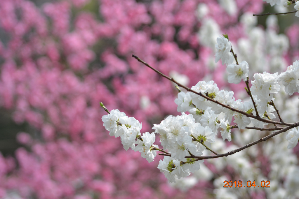 f:id:masatdm1951:20180402173037j:plain f:id:masatdm1951:20180402173037j:plain