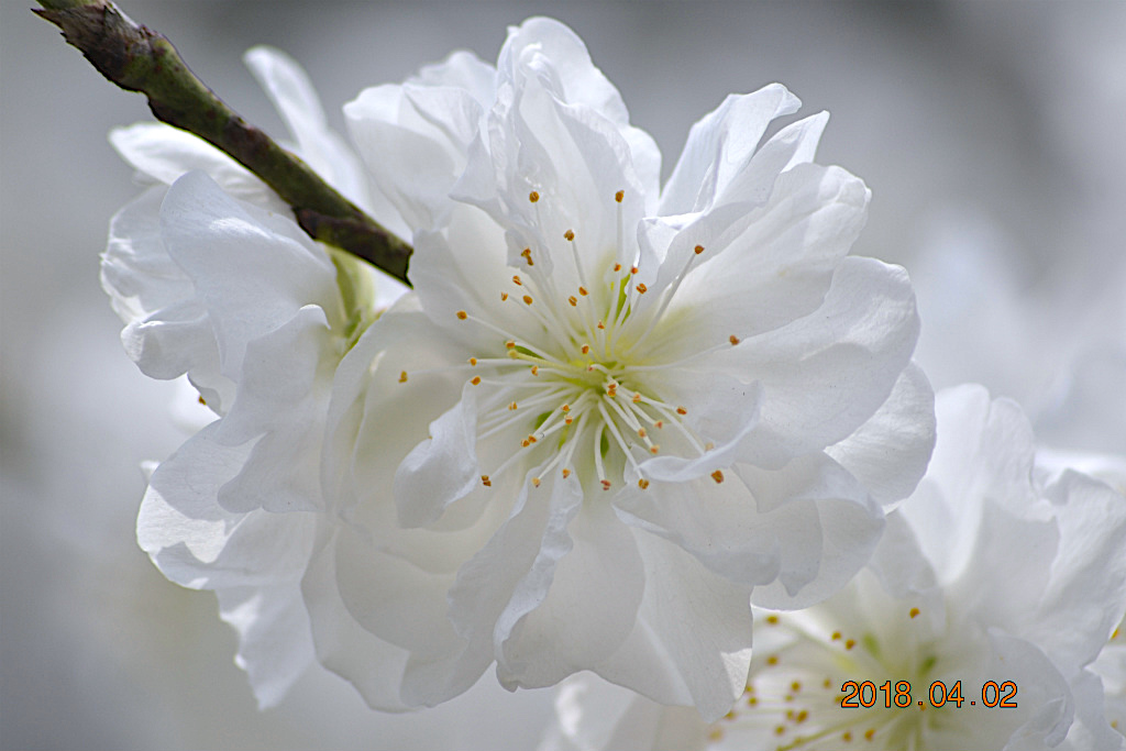 f:id:masatdm1951:20180402173051j:plain f:id:masatdm1951:20180402173051j:plain