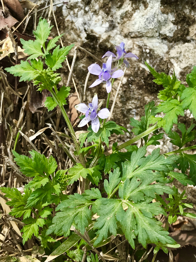 f:id:masatdm1951:20180404215432j:plain f:id:masatdm1951:20180404215432j:plain