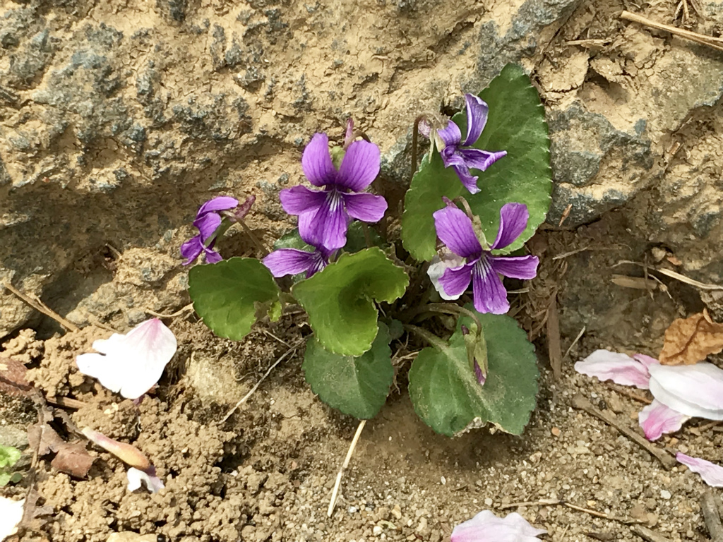 f:id:masatdm1951:20180404215442j:plain f:id:masatdm1951:20180404215442j:plain