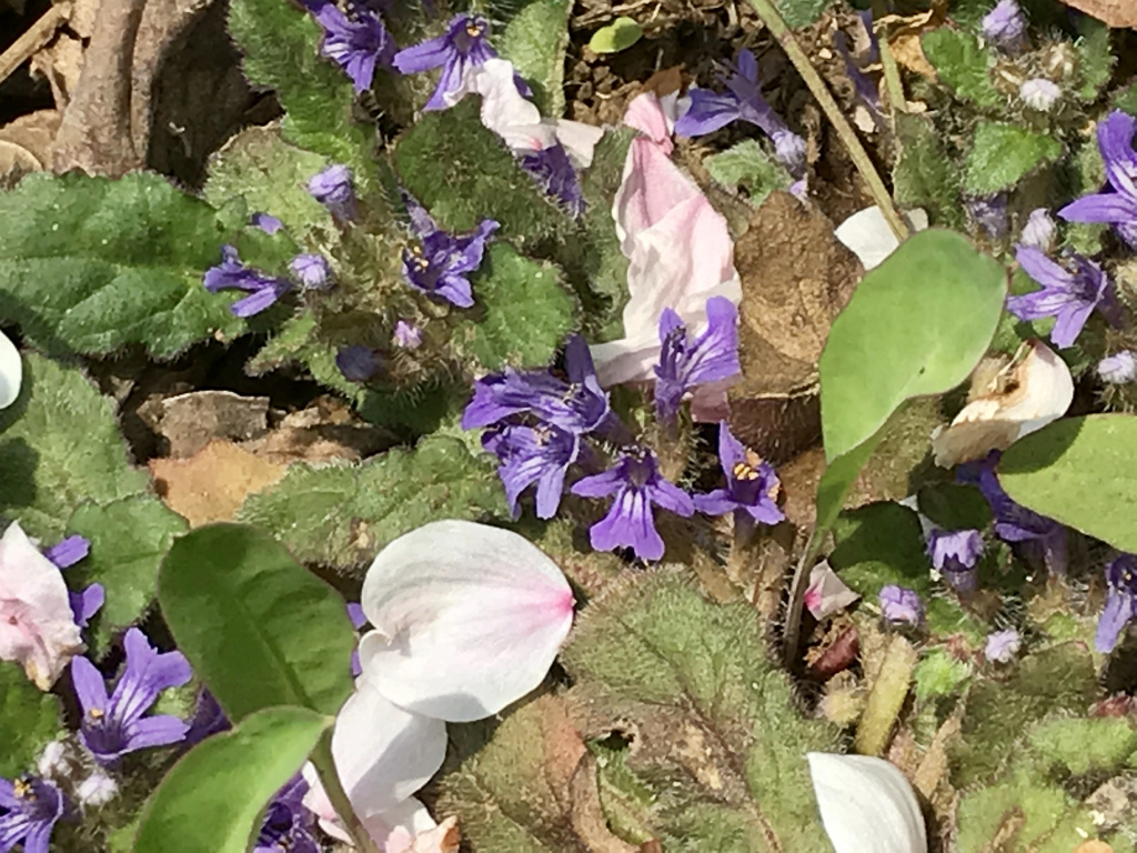 f:id:masatdm1951:20180404215448j:plain f:id:masatdm1951:20180404215448j:plain