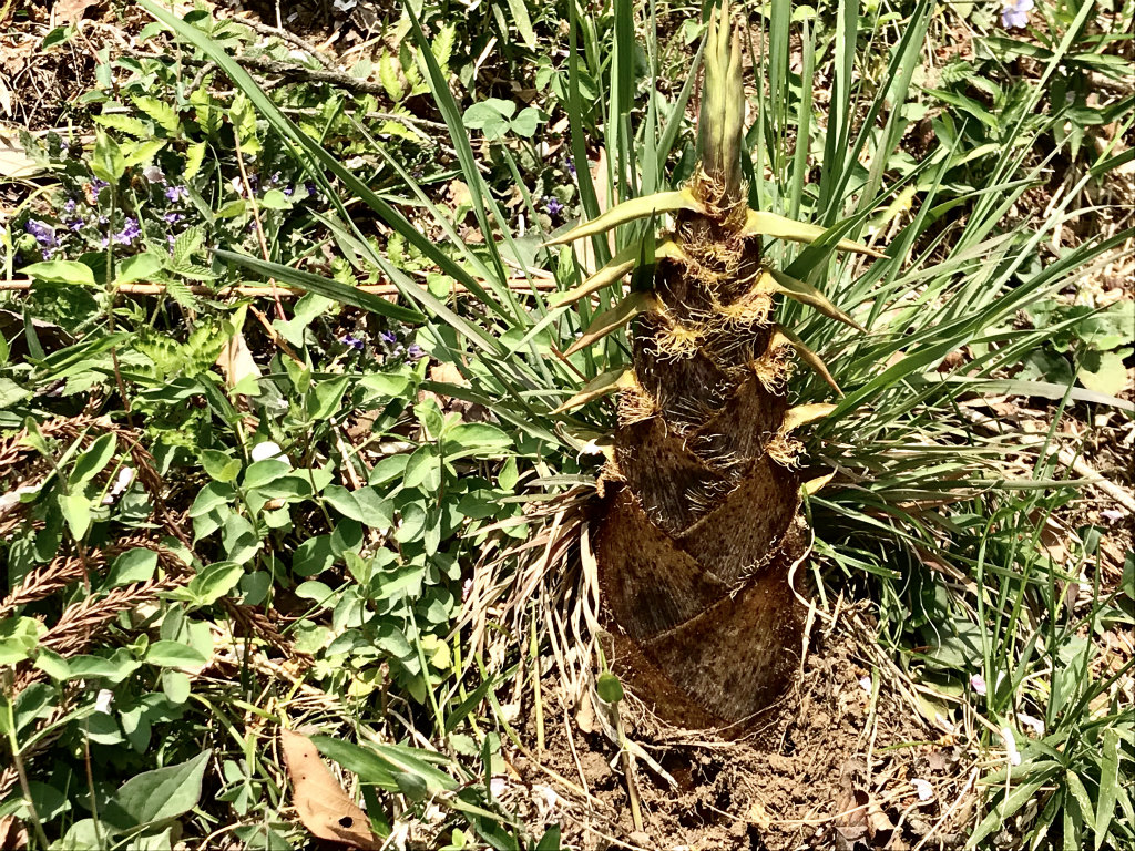 f:id:masatdm1951:20180404215452j:plain f:id:masatdm1951:20180404215452j:plain