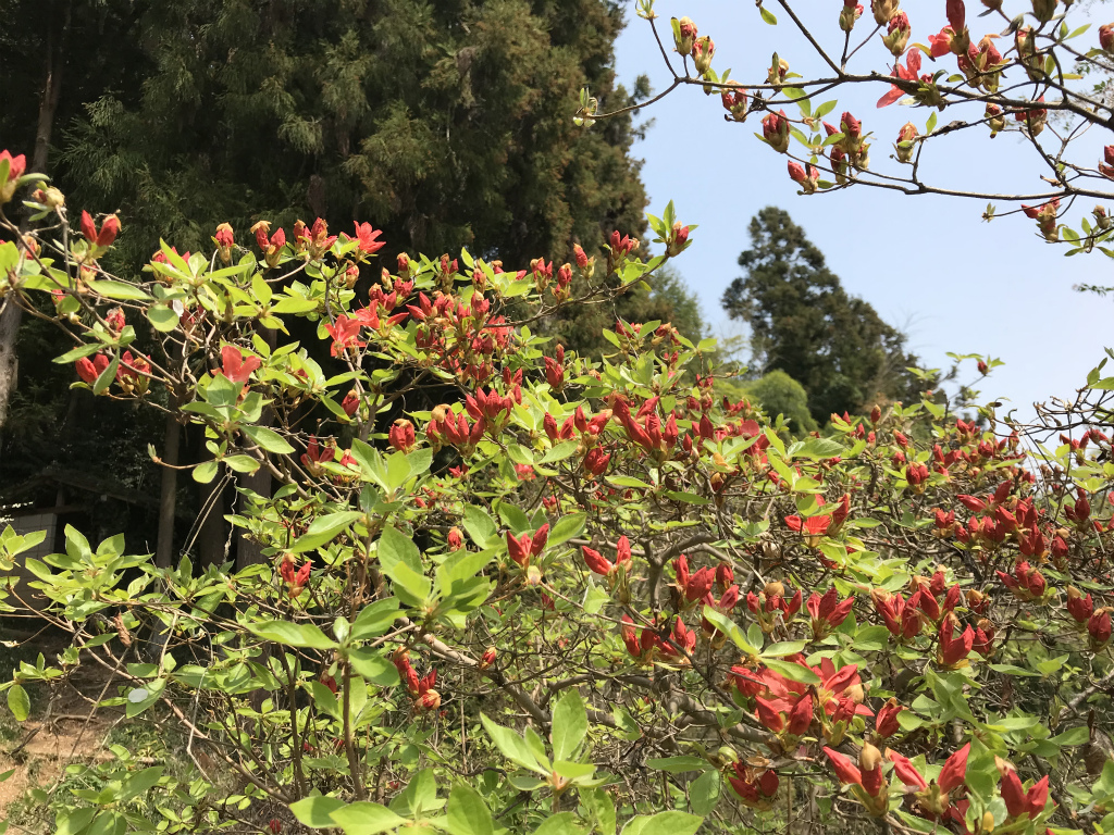 f:id:masatdm1951:20180404215546j:plain f:id:masatdm1951:20180404215546j:plain