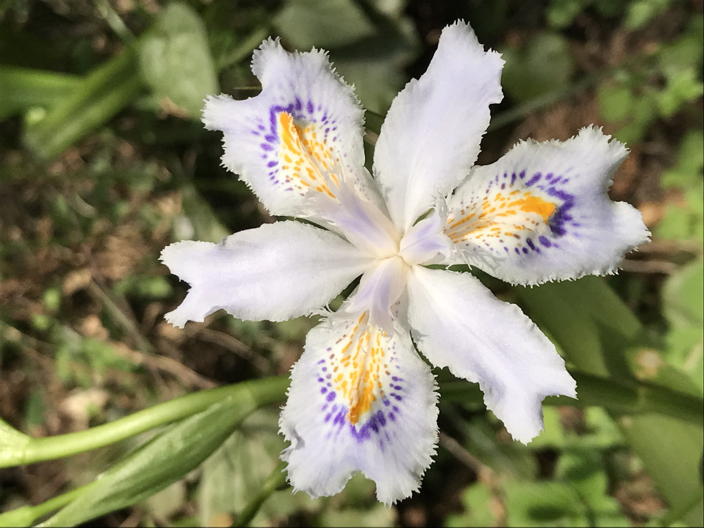 f:id:masatdm1951:20180404215600j:plain f:id:masatdm1951:20180404215600j:plain