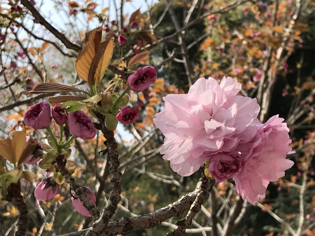 f:id:masatdm1951:20180404215702j:plain f:id:masatdm1951:20180404215702j:plain