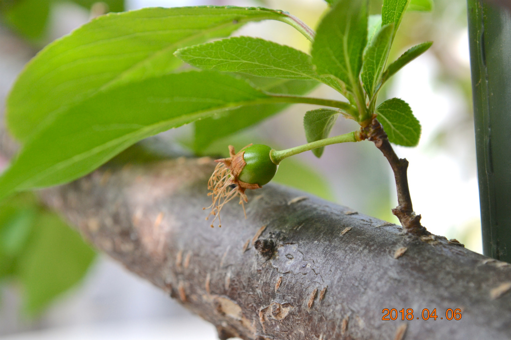 f:id:masatdm1951:20180406091823j:plain