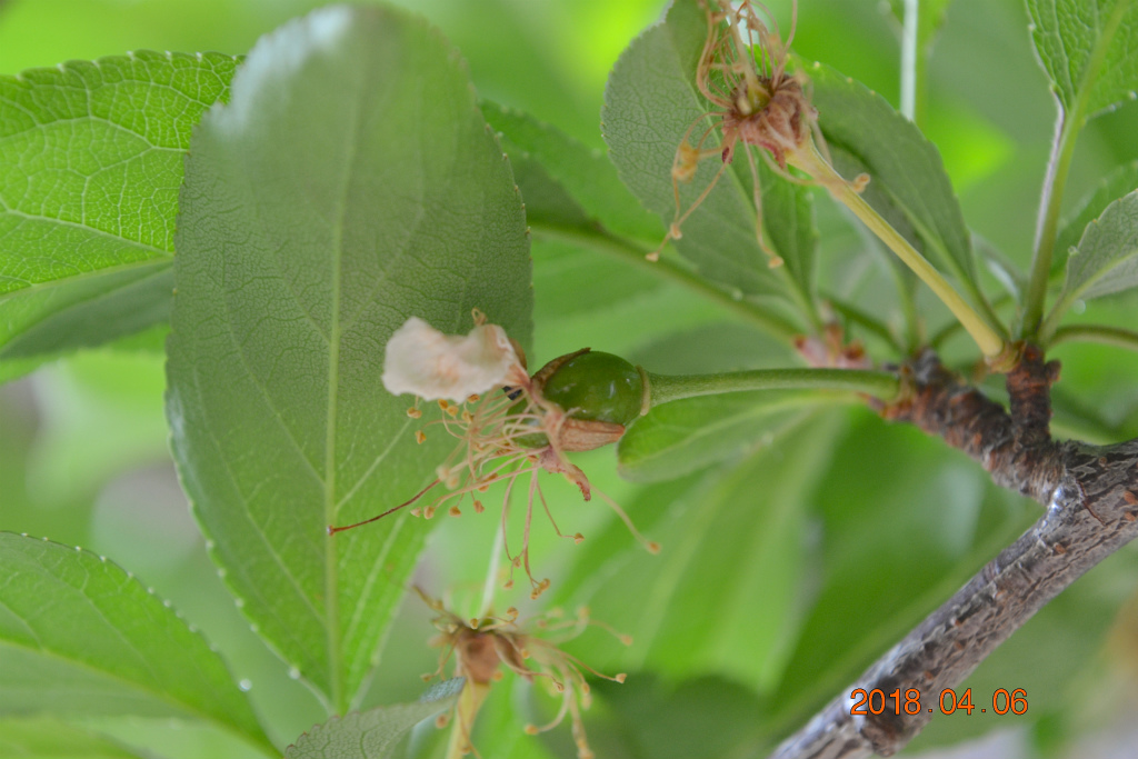 f:id:masatdm1951:20180406091826j:plain