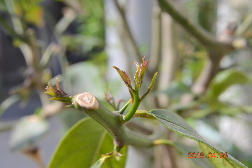 f:id:masatdm1951:20180406092449j:plain