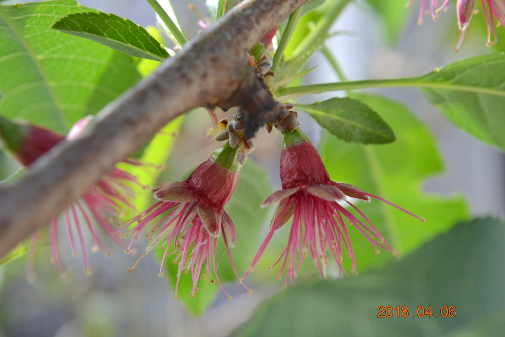 f:id:masatdm1951:20180406092454j:plain