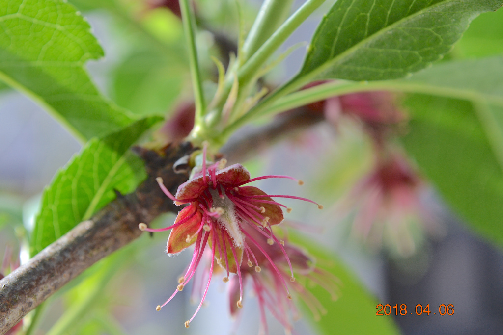 f:id:masatdm1951:20180406092457j:plain