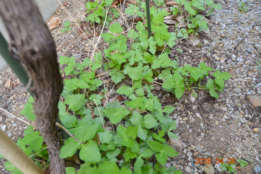 f:id:masatdm1951:20180406092508j:plain