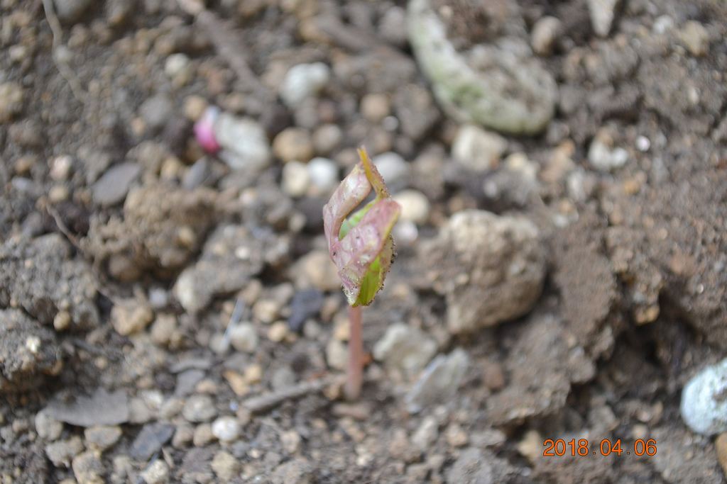 f:id:masatdm1951:20180406092517j:plain