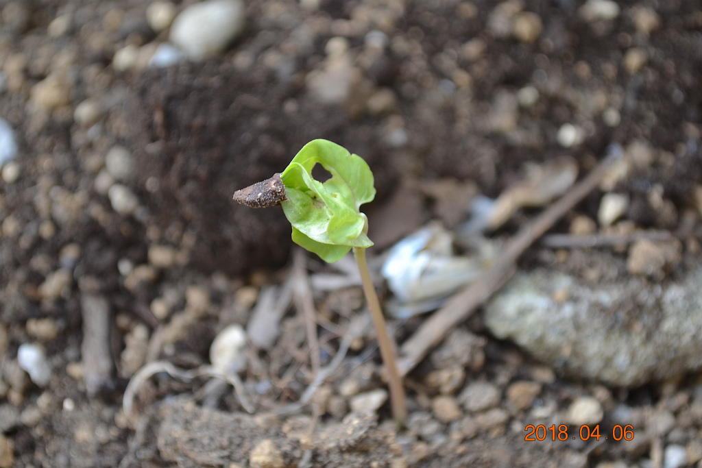 f:id:masatdm1951:20180406092521j:plain