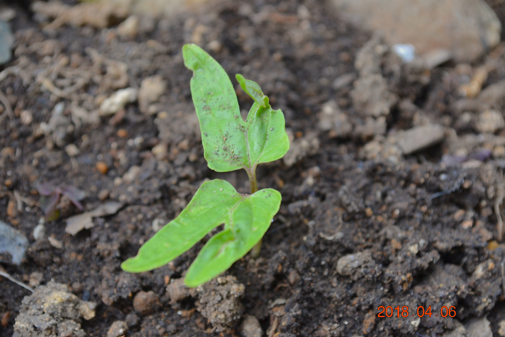 f:id:masatdm1951:20180406092525j:plain