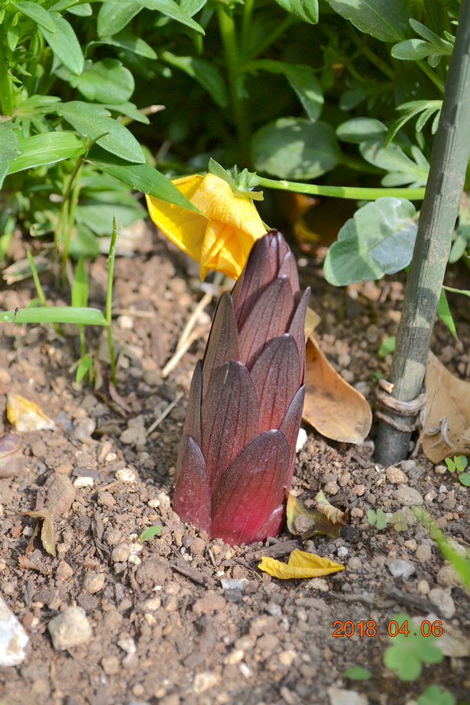 f:id:masatdm1951:20180406092540j:plain