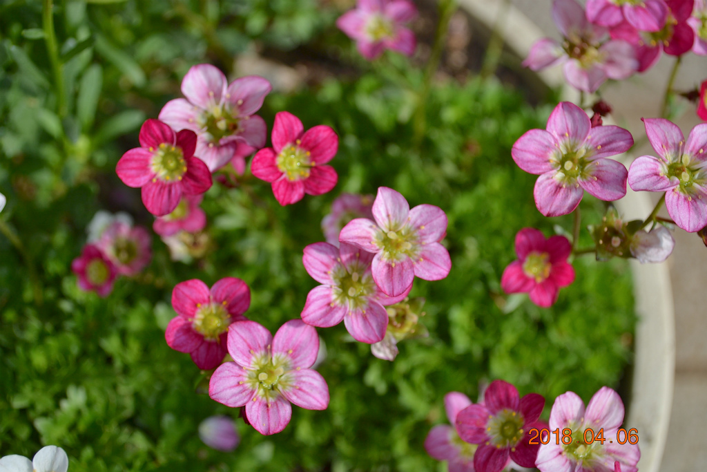 f:id:masatdm1951:20180406092545j:plain